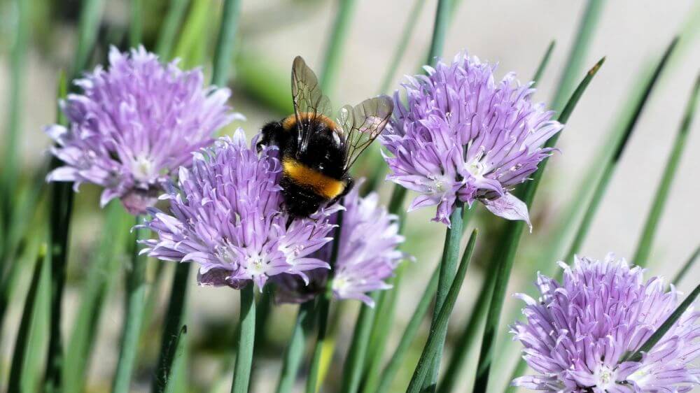 Een tuin met een boodschap